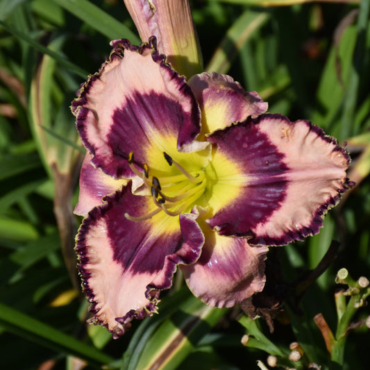 Hemerocallis 'Sound Of My Heart'