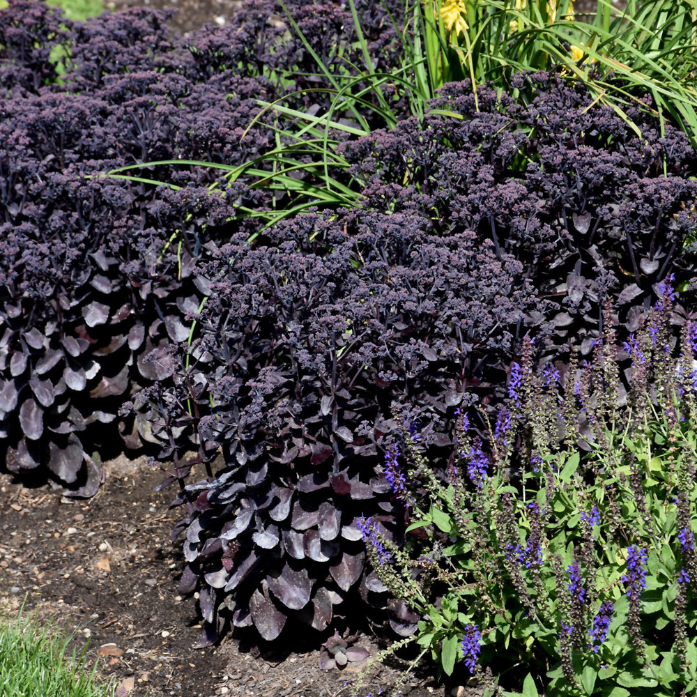 Rock 'N Grow® Midnight Velvet Stonecrop