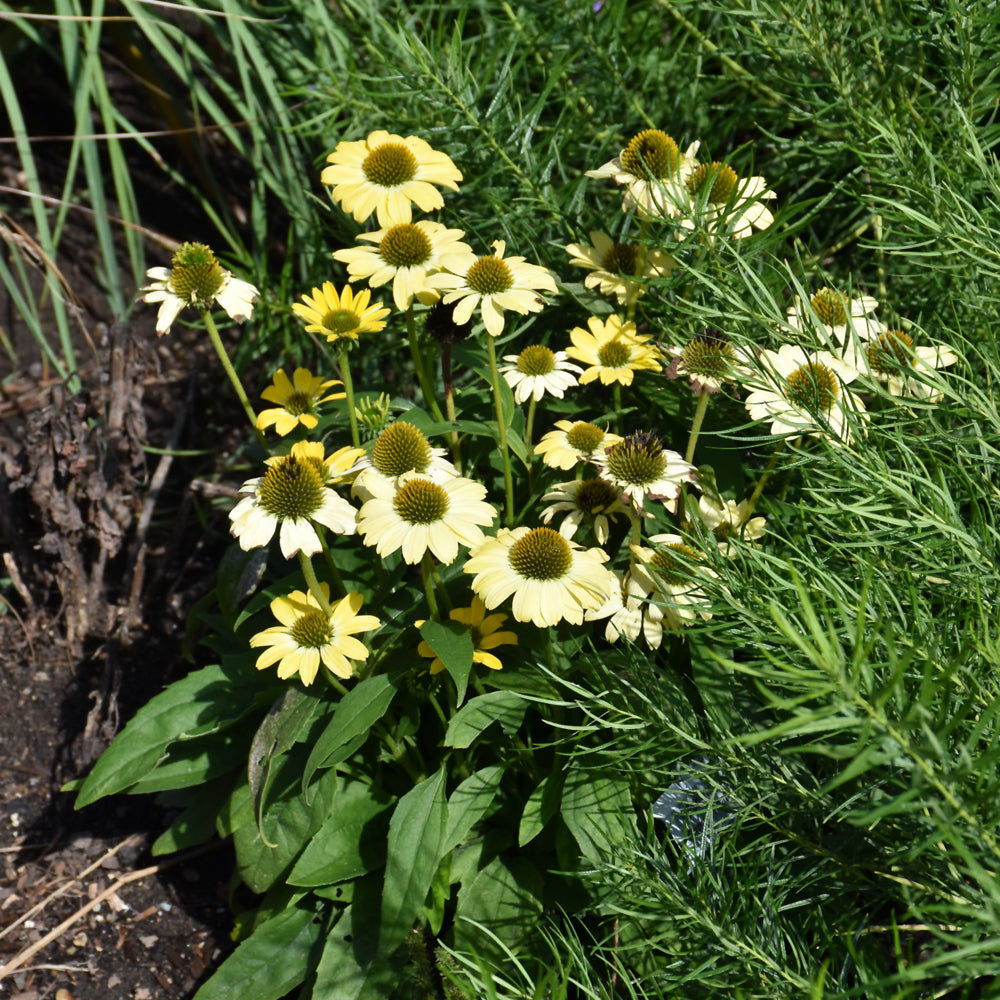 Eye-Catcher™ Canary Feathers Coneflower