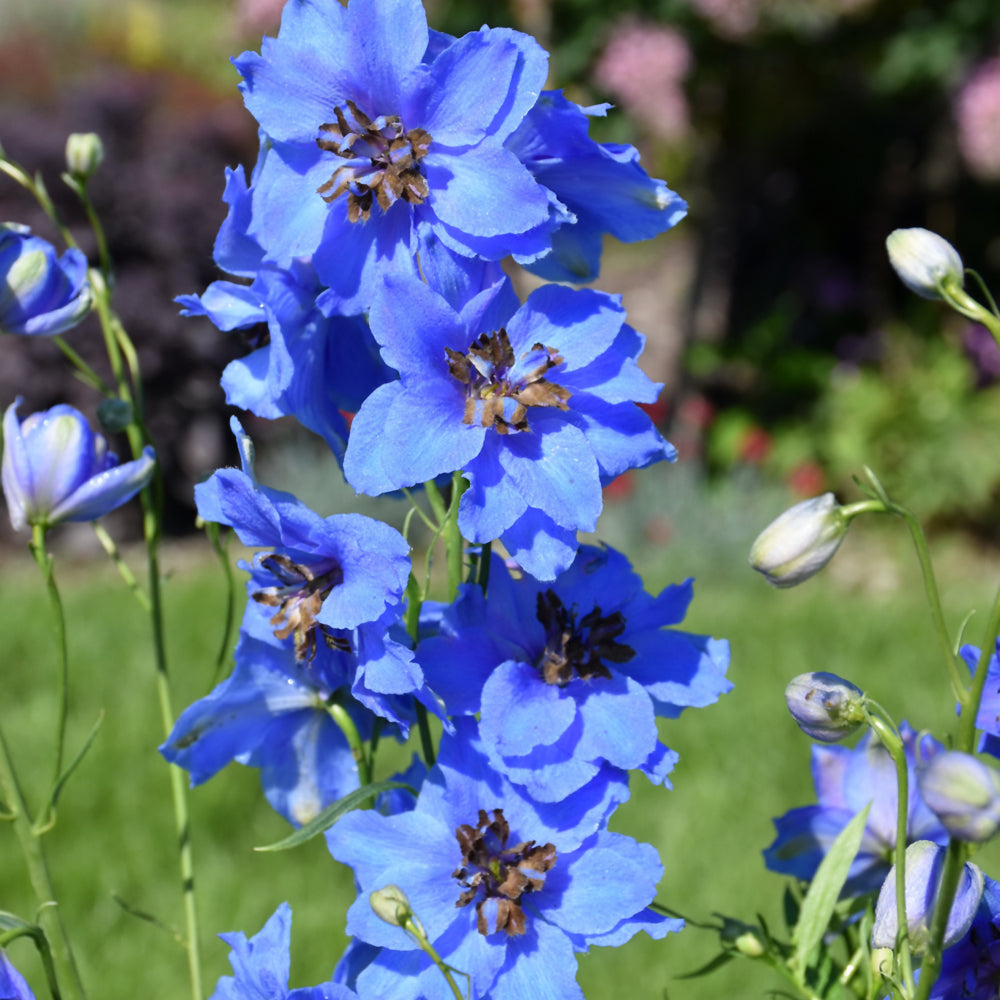 Delphinium 'Blue Buccaneers'