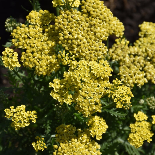 Achillea 'Firefly Sunshine'