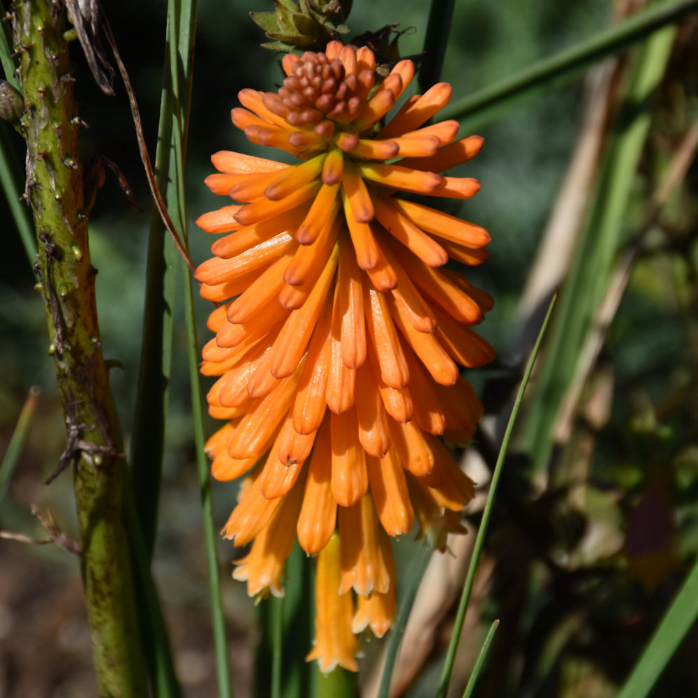 Kniphofia 'Orange Blaze'