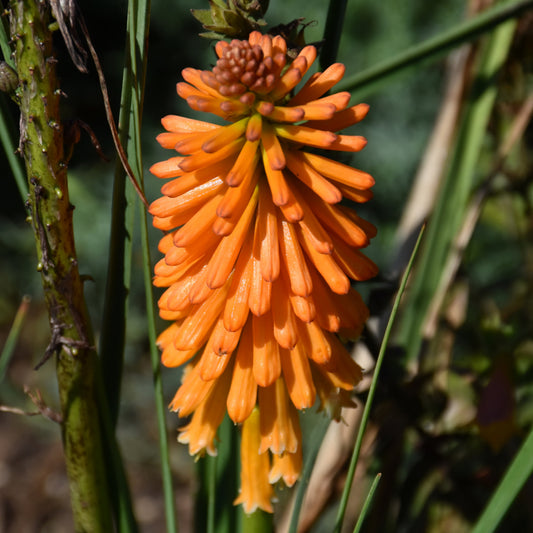 Kniphofia 'Orange Blaze'