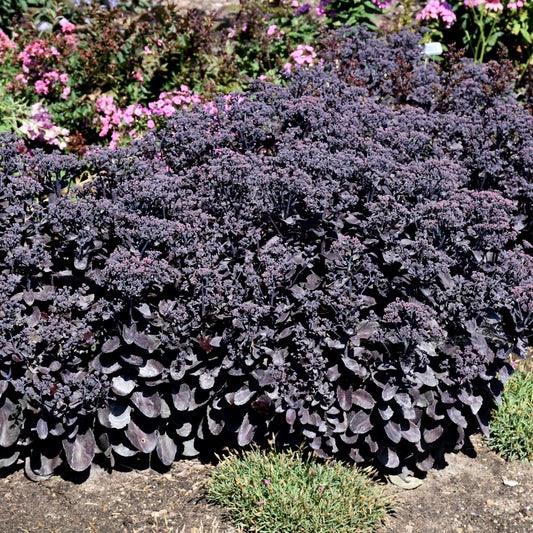 Sedum 'Back In Black'