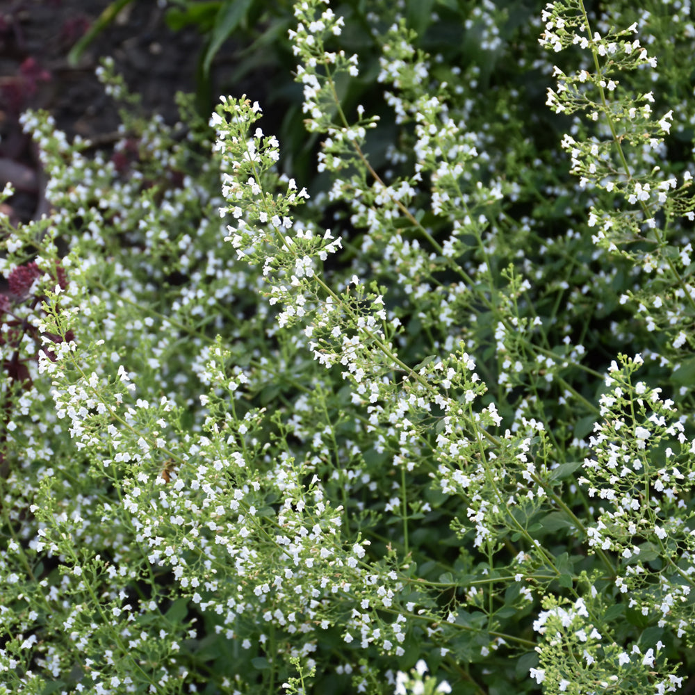 White Cloud Dwarf Calamint
