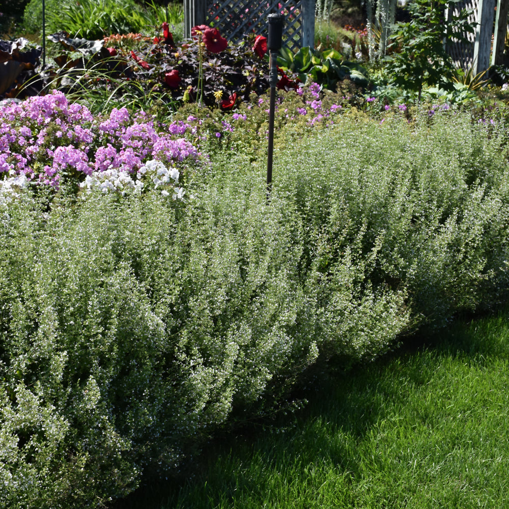 Montrose White Dwarf Calamint