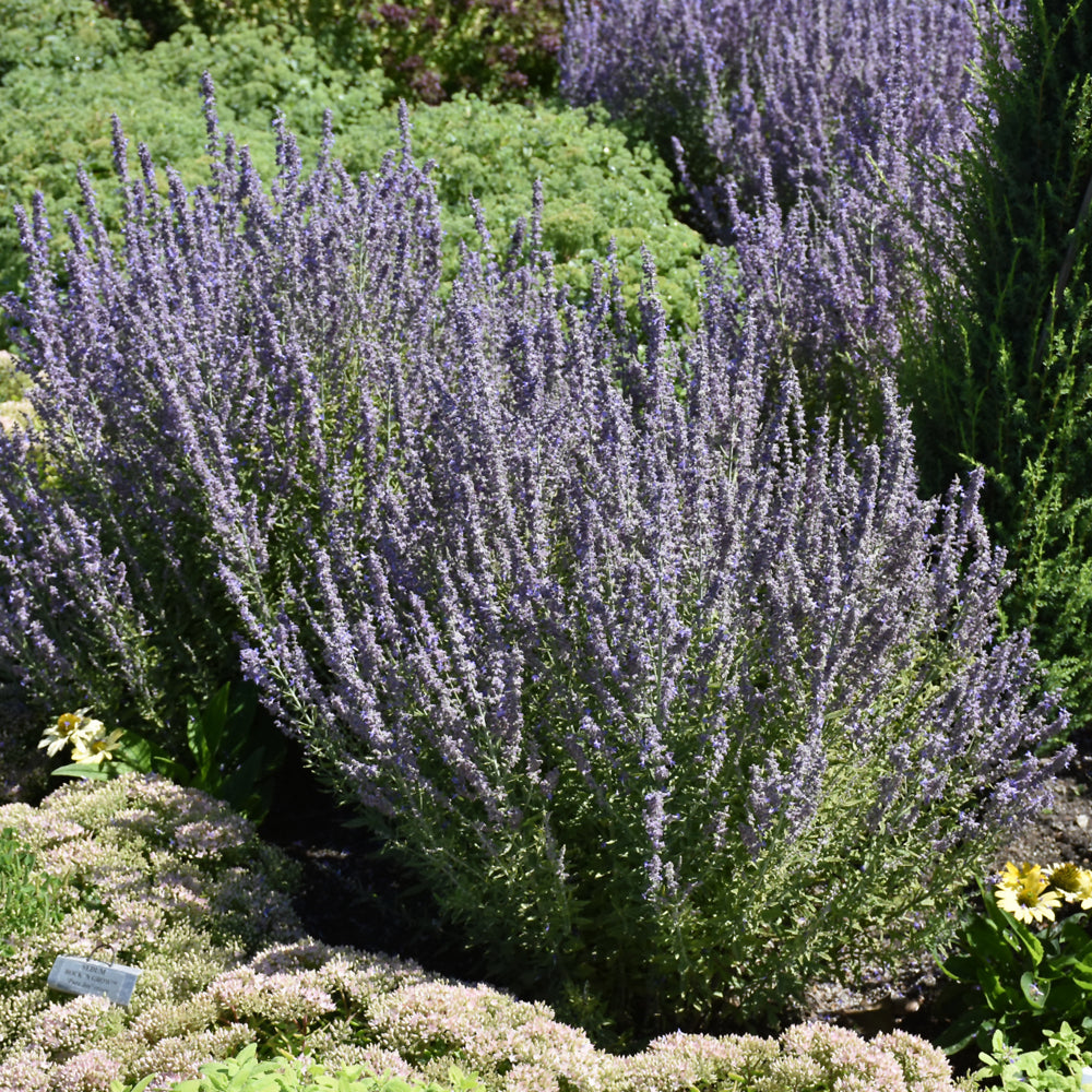 Perovskia atriplicifolia 'Sage Advice'