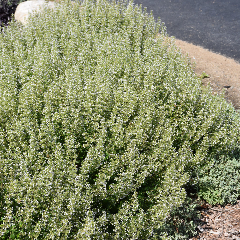 Calamintha nepeta 'White Cloud'
