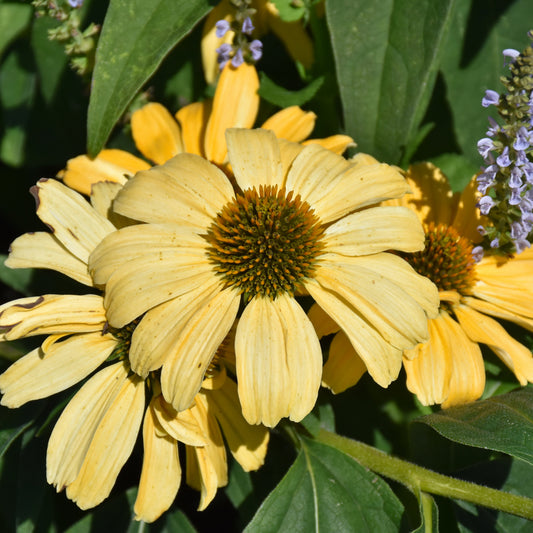 Echinacea 'One In A Melon'