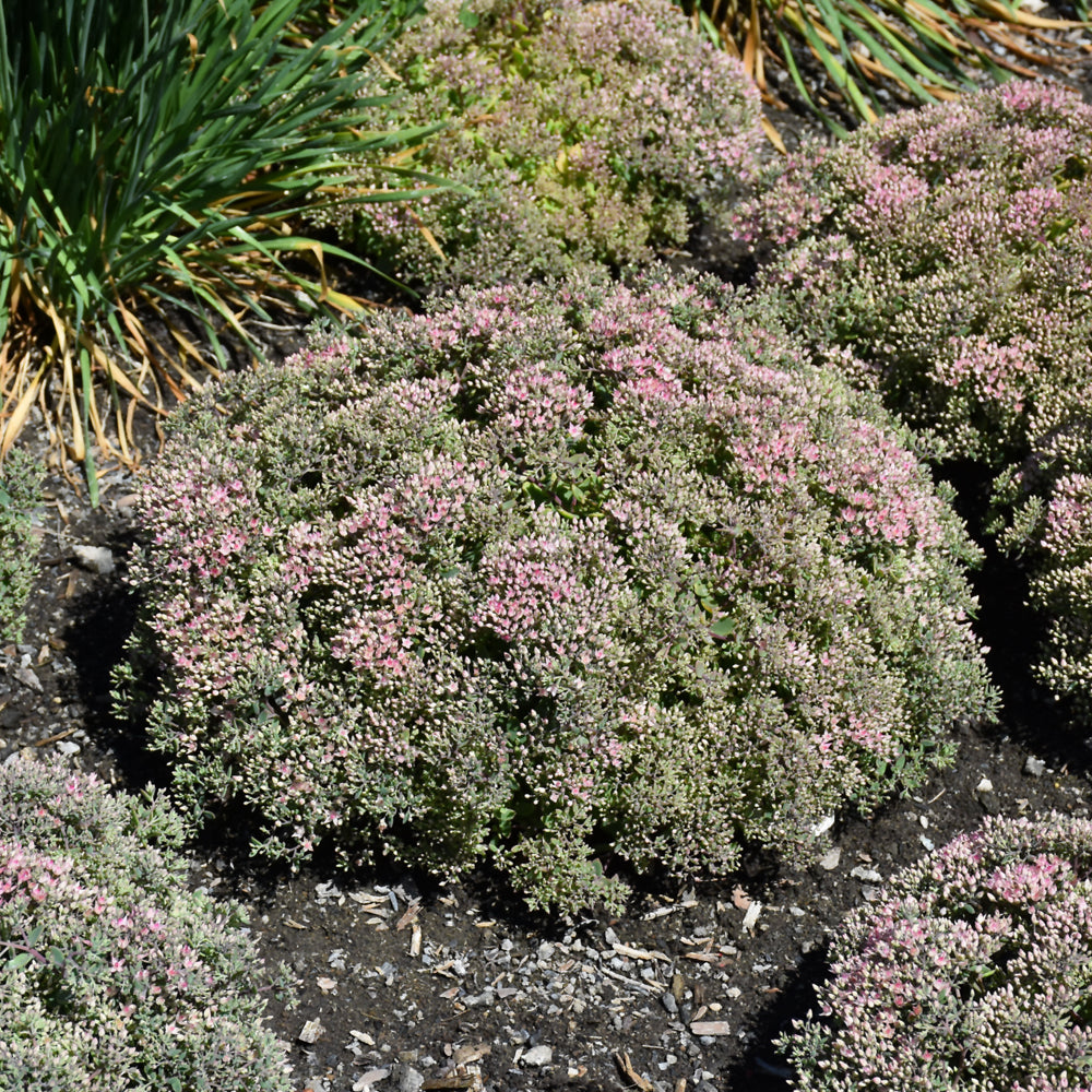 Rock 'N Round™ Pride and Joy Stonecrop