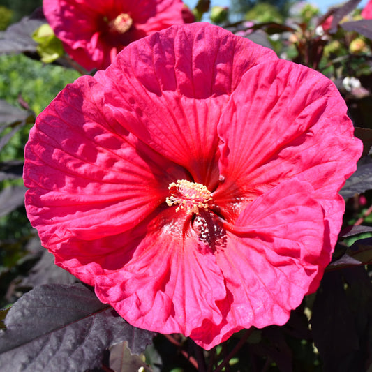 Hibiscus 'Evening Rose'