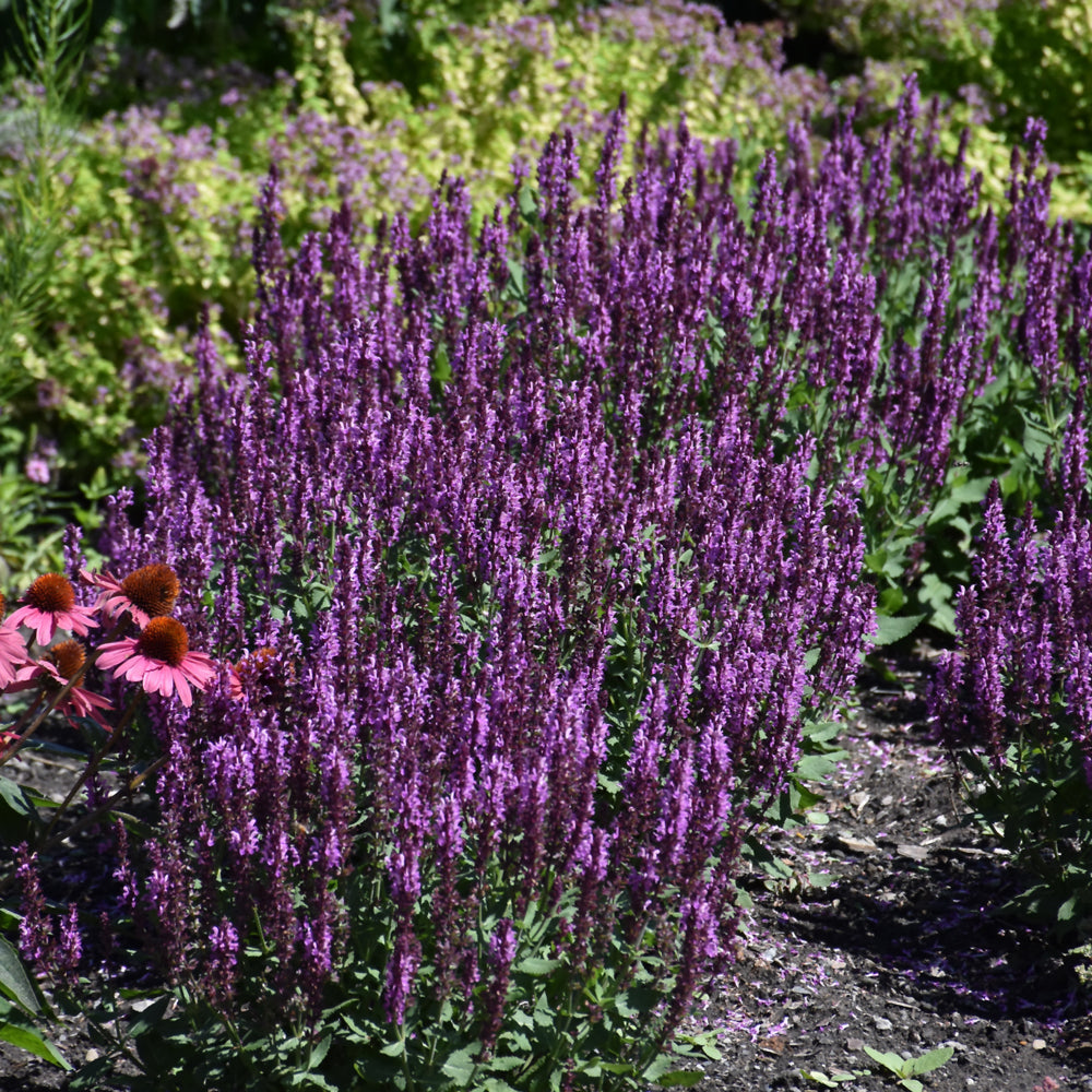 Pink Profusion Meadow Sage