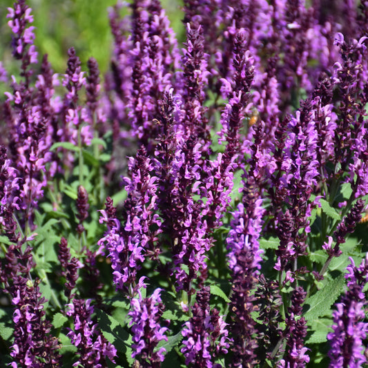 Salvia nemorosa 'Pink Profusion'