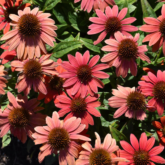 Echinacea 'Firefinch'