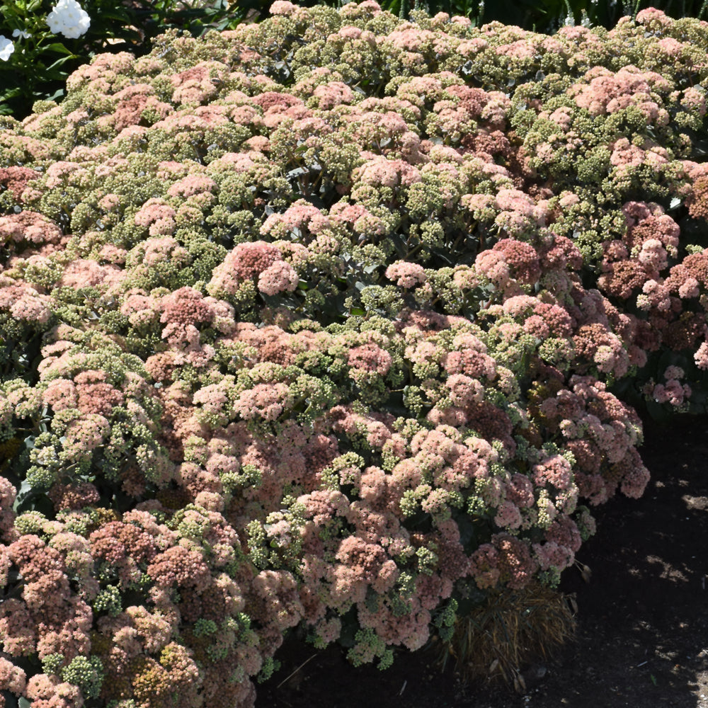 Sedum 'Coraljade'