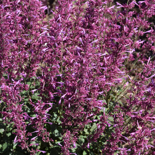 Agastache 'Royal Raspberry'