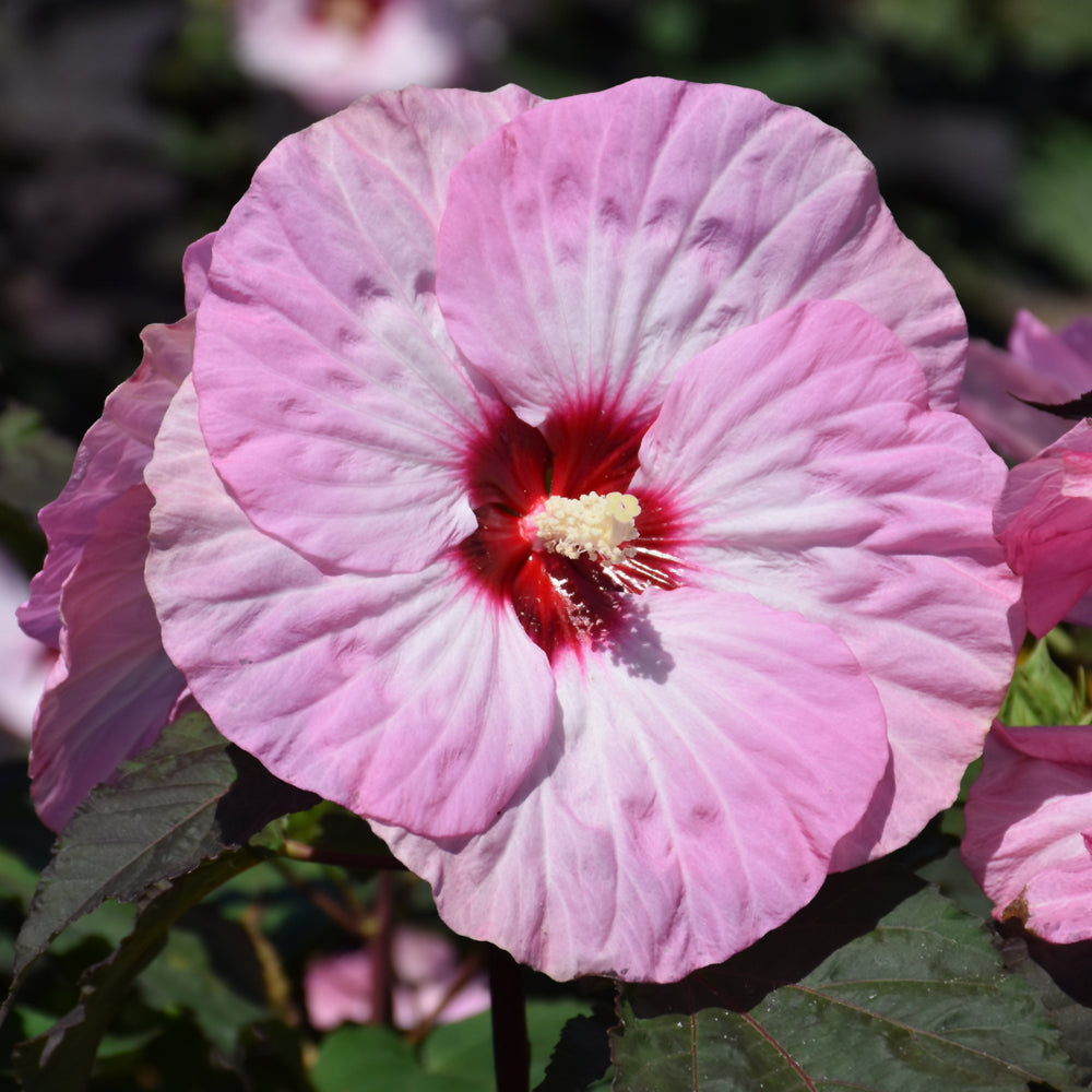 Hibiscus 'Spinderella'