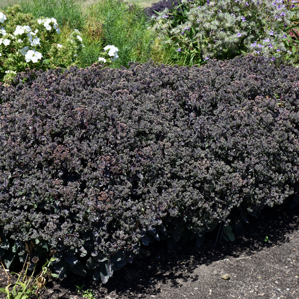 Sedum 'Night Light'