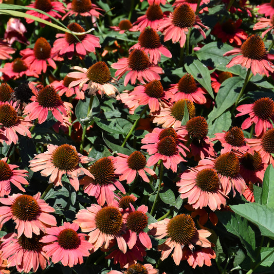 Echinacea 'Frankly Scarlet'