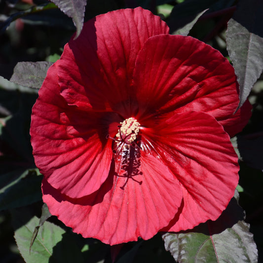 Hibiscus 'Midnight Marvel'