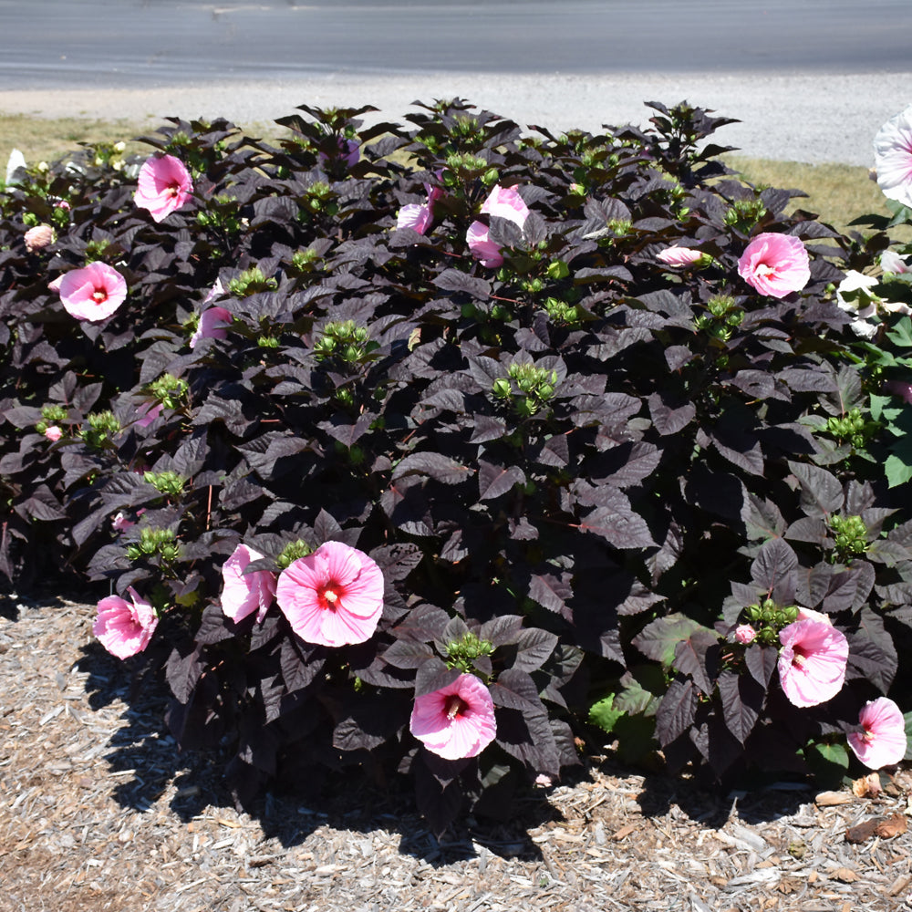 Summerific® Edge of Night Hibiscus