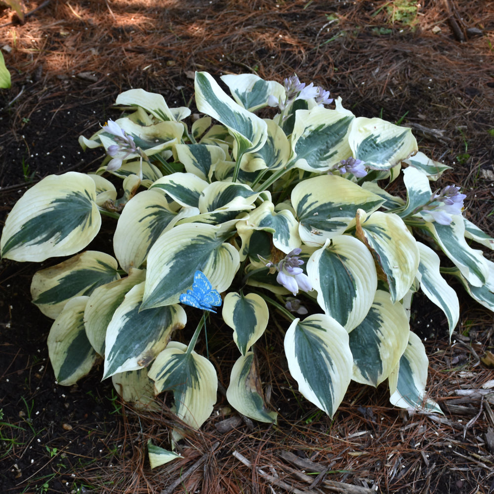 Blue Ivory Hosta