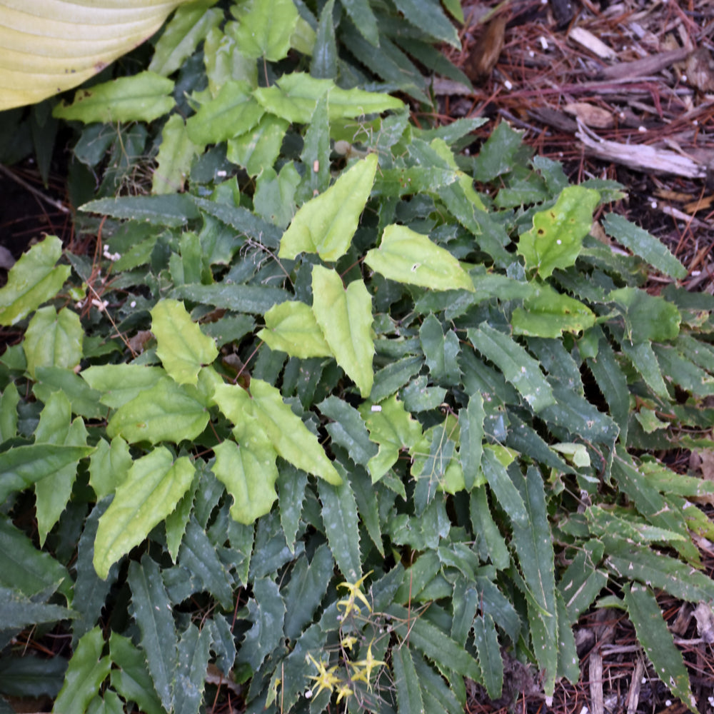 Epimedium 'Spine Tingler'