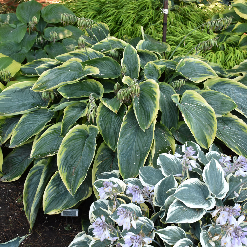 Hosta 'Wu-La-La'