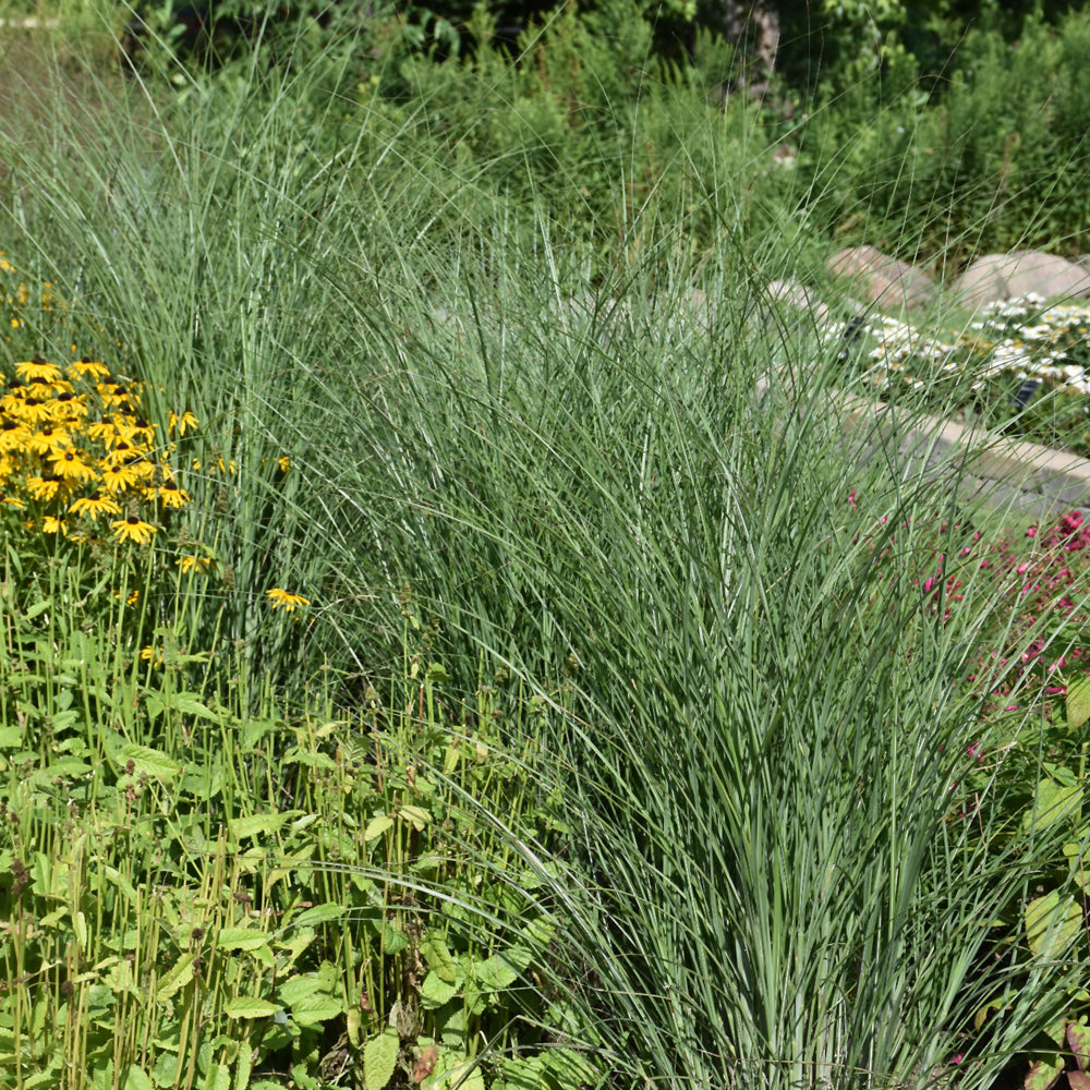 Miscanthus sinensis 'M77'