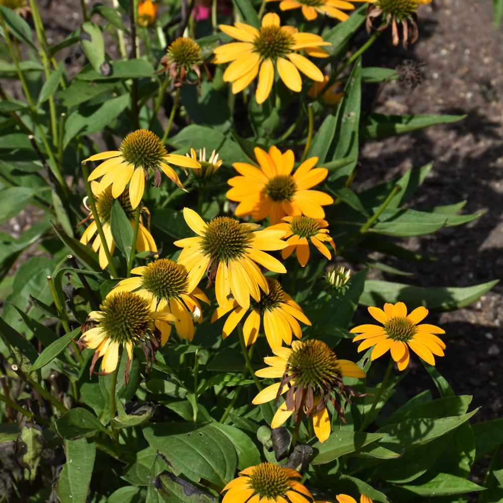 Artisan™ Yellow Ombre Coneflower