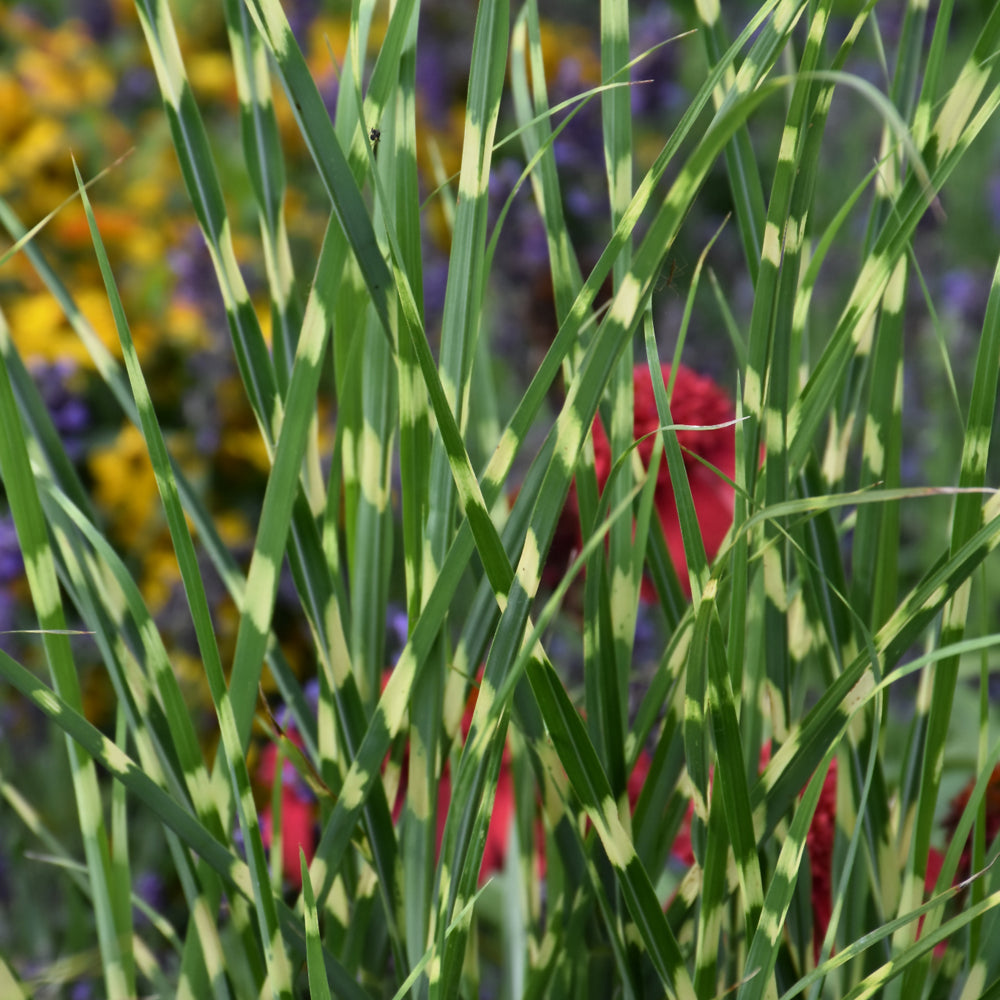Miscanthus sinensis 'NCMS3'