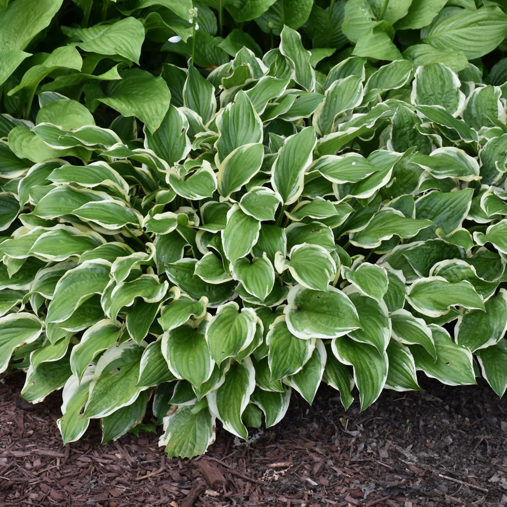 So Sweet Hosta