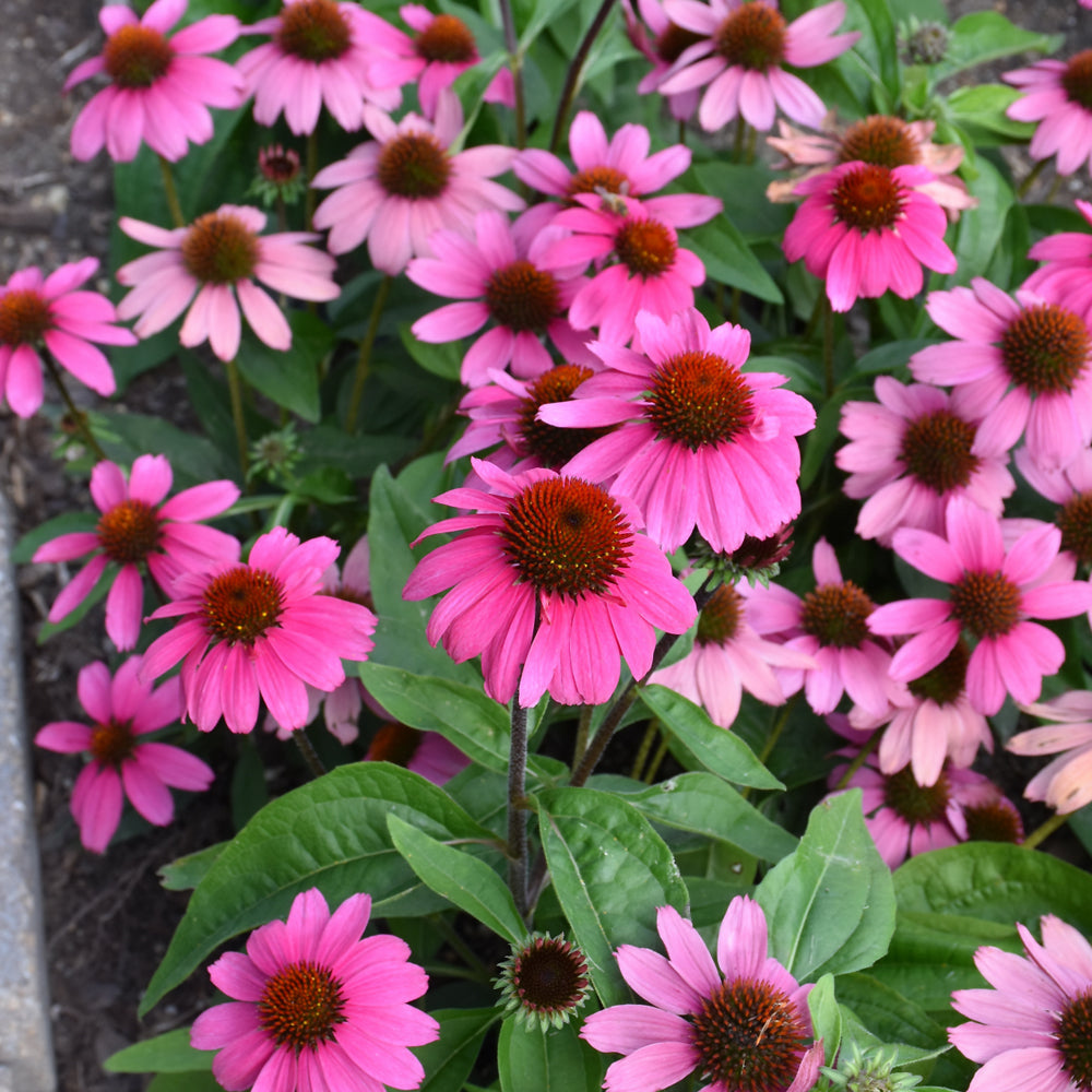 Echinacea 'Balsomrosa'