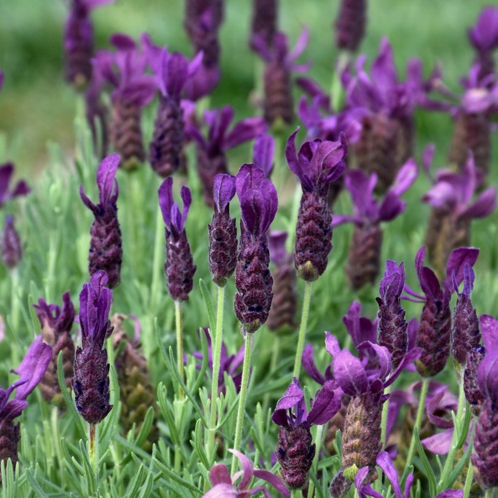 Lavandula stoechas 'Anouk Deluxe 1225'