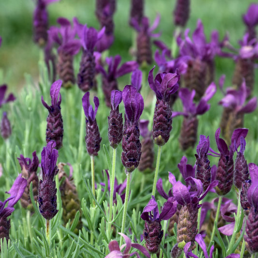 Lavandula stoechas 'Anouk Deluxe 1225'