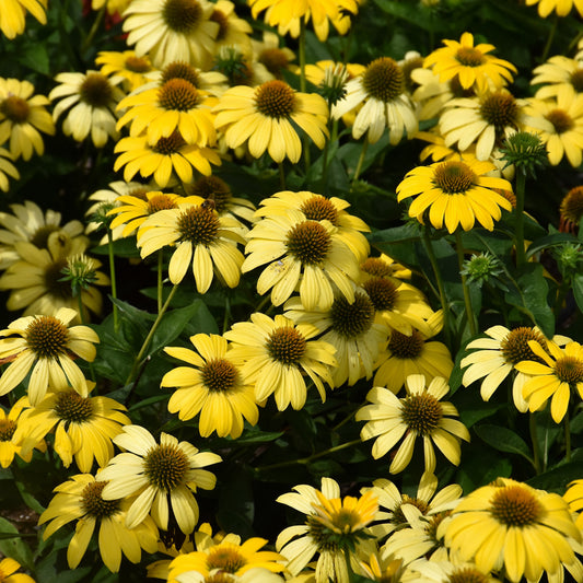 Echinacea 'Balsomsolst'