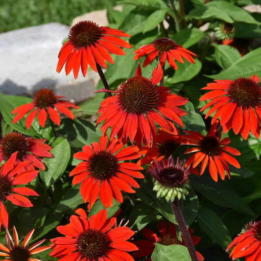 Echinacea 'Balsomanita'