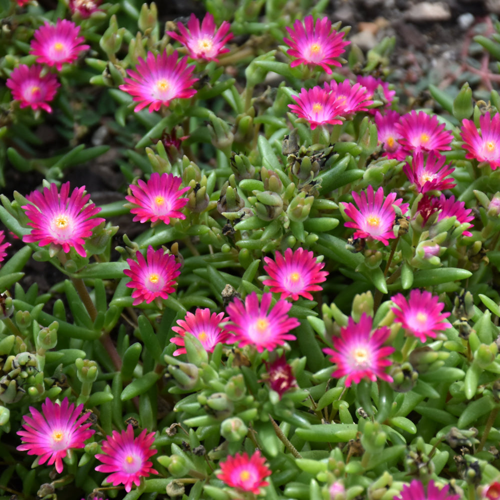Delosperma 'Jewel Of Desert Amethyst'