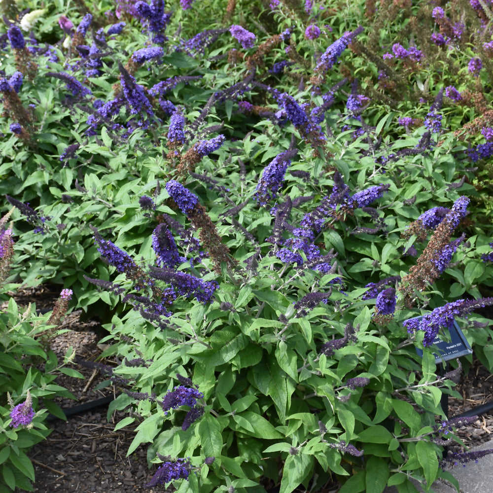 Pugster Blue® Butterfly Bush