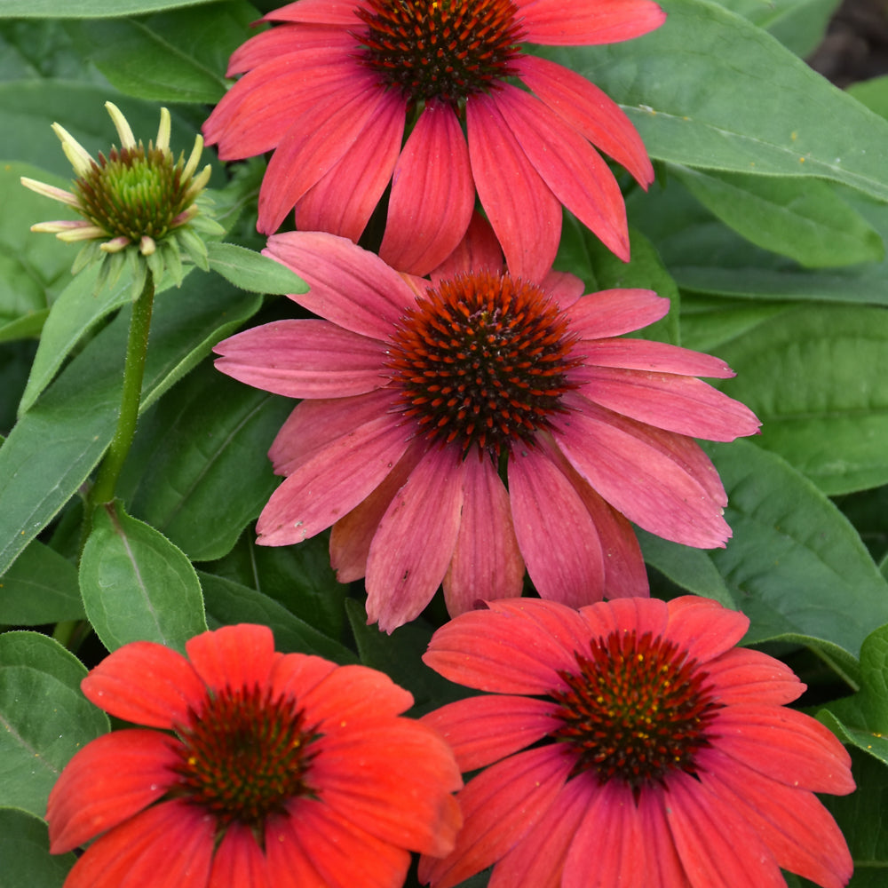 Artisan™ Red Ombre Coneflower
