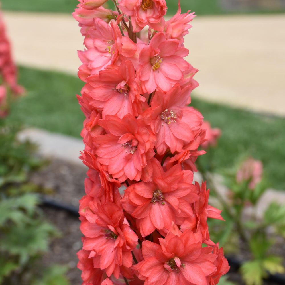 Delphinium 'Red Lark'