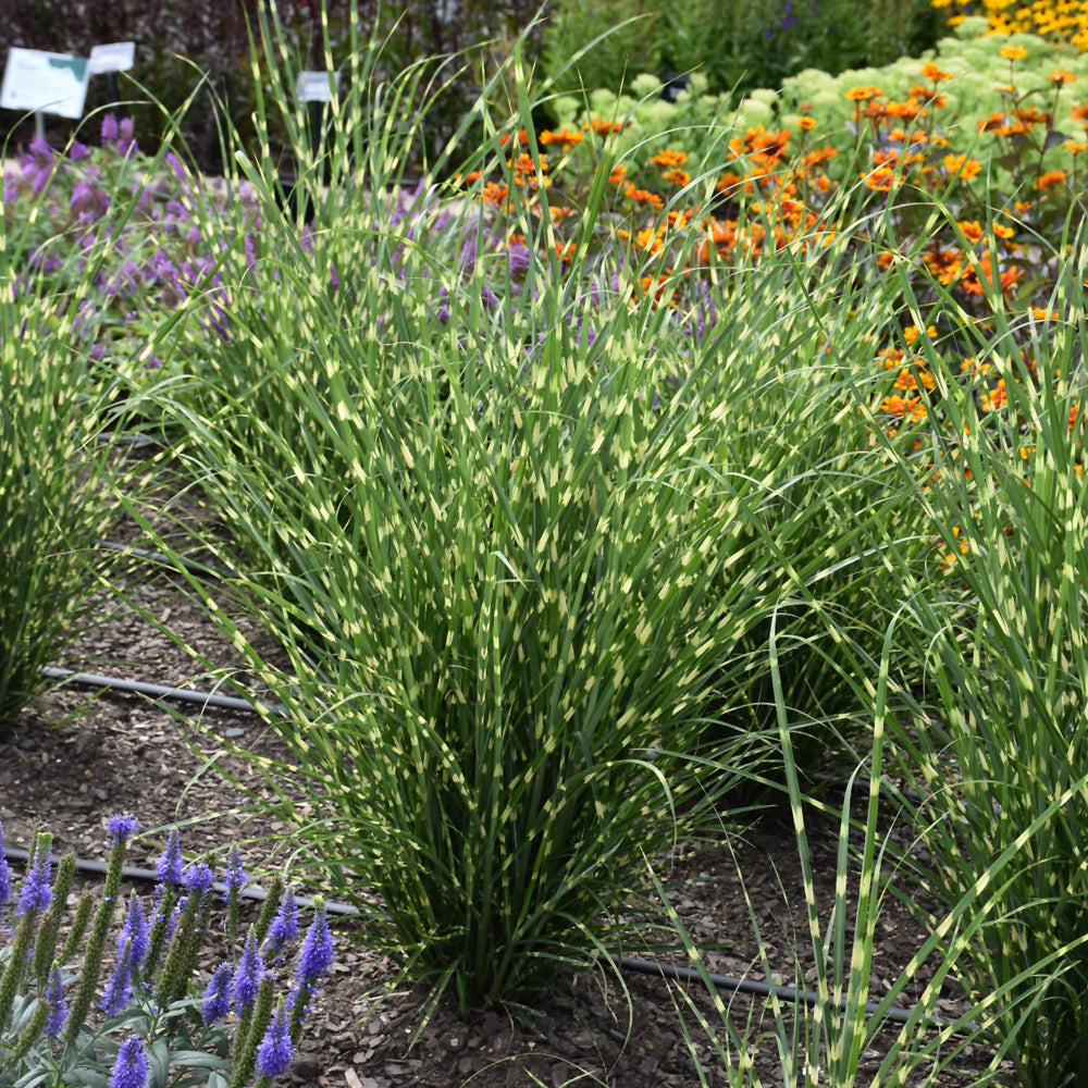 High Frequency Maiden Grass