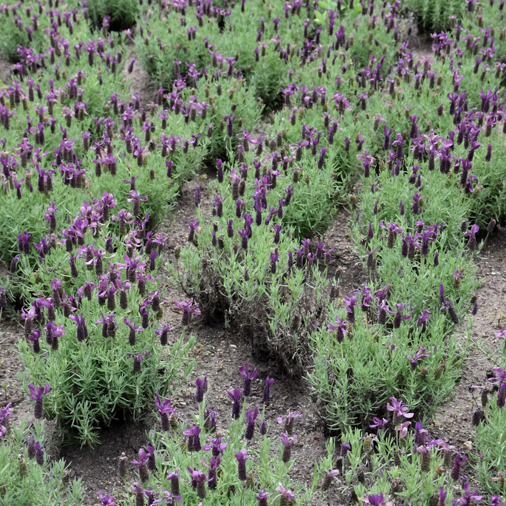 Primavera Lavender
