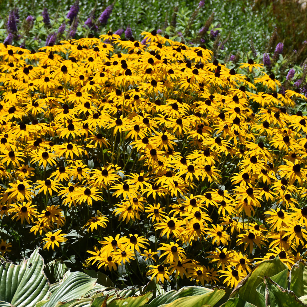 Rudbeckia fulgida 'Goldblitz'