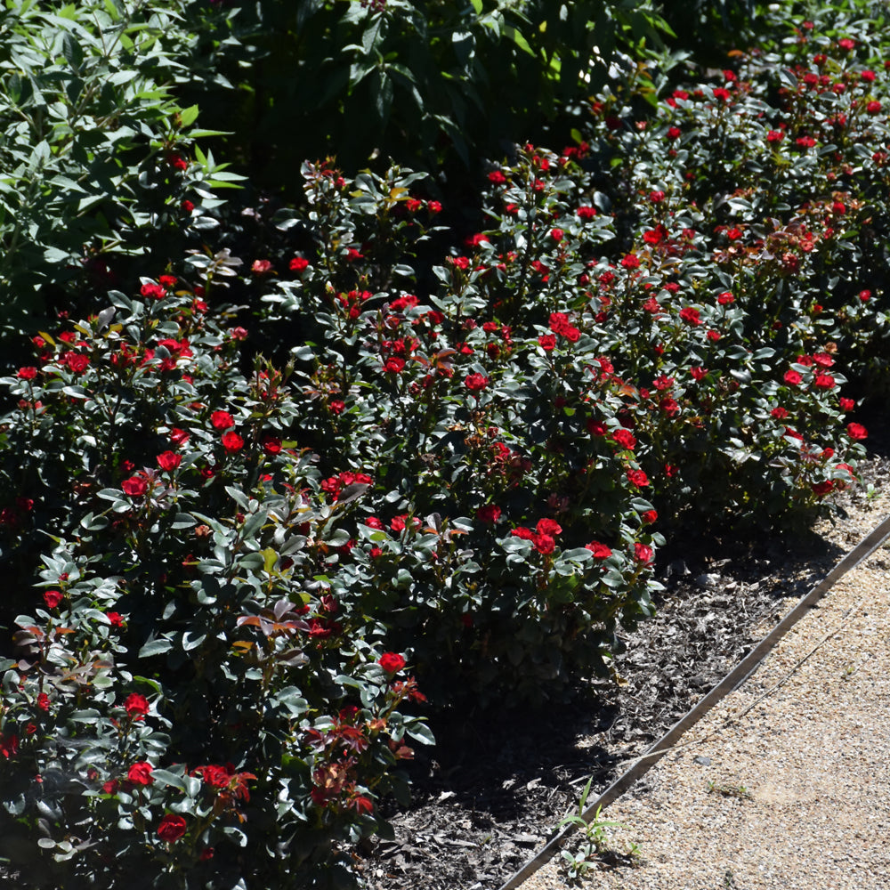 Weston Roses Petite Knock Out® Rose – Weston Nurseries