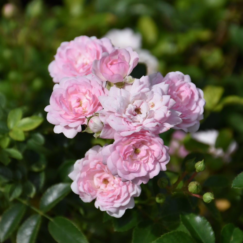 Weston Roses The Fairy Rose – Weston Nurseries
