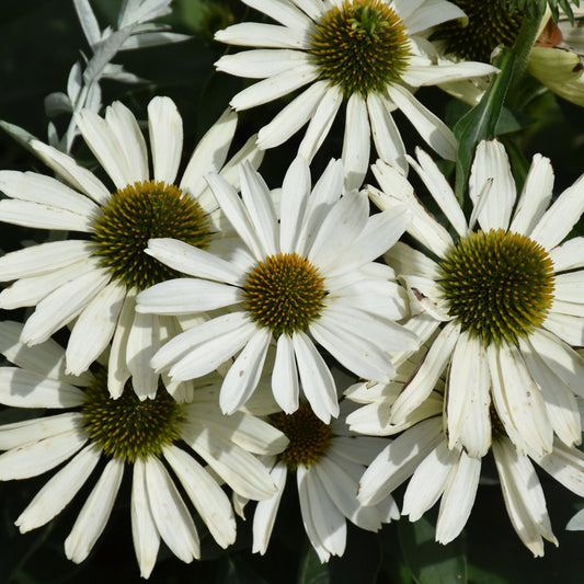 Echinacea 'The Price Is White'