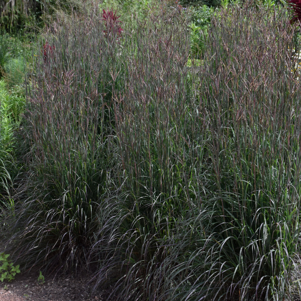 Andropogon gerardii 'Holy Smoke'