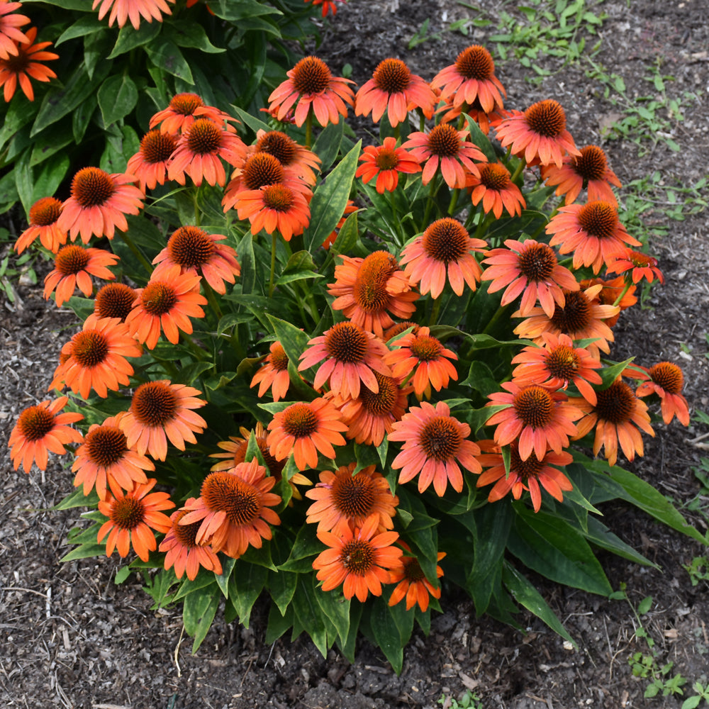 Sombrero® Fiesta Orange Coneflower