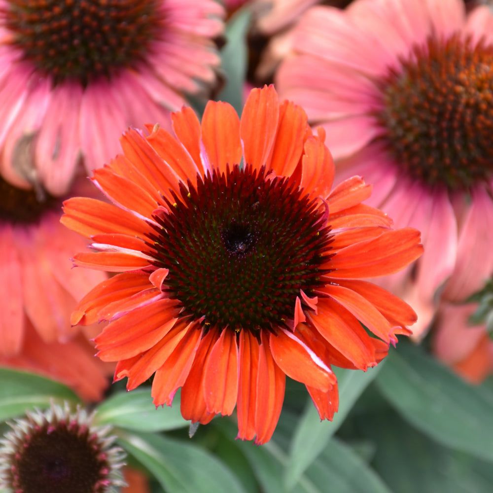 Echinacea 'Tanager'